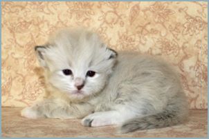 Male Siberian Kitten from Deedlebug Siberians